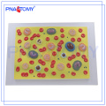 PNT-0421 Human Body Anatomy Biological Teaching Aids Blood Cells Model